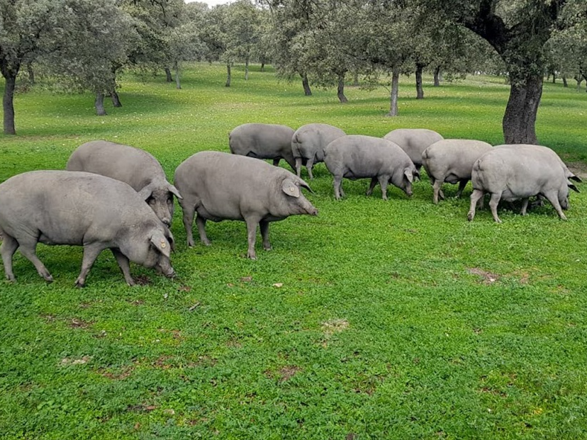 Cerdos ibéricos en libertad